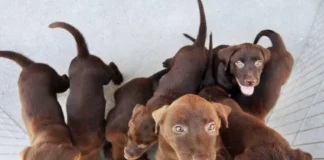João Pessoa abre 500 vagas para castração gratuita de cães e gatos em julho
