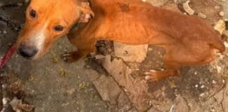 Resgate de cães em João Pessoa: Secupa salva animais em situação de maus-tratos