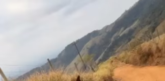 Cavalo mutilado com facão em Bananal causa revolta e gera investigação por maus-tratos