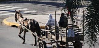 João Pessoa intensifica busca ativa de carroceiros para substituir carroças por triciclos elétricos