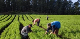 Câmara aprova desconto permanente na conta de luz para agricultores familiares que usam irrigação e aquicultura