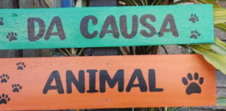 Paraíba pode criar Secretaria Estadual da Causa Animal e sair na frente no Nordeste