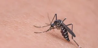 Boletim da Saúde da Paraíba revela 7 mil casos de arboviroses e confirma mortes por dengue e chikungunya