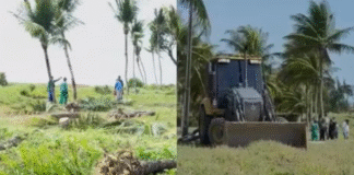 Justiça proíbe derrubada de coqueiros e árvores nativas em obras da Praia de Camboinha, em Cabedelo