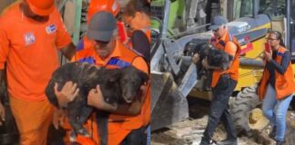 Cachorro Nick sobrevive 35 horas sob escombros e é resgatado após explosão que destruiu oito casas em Olinda