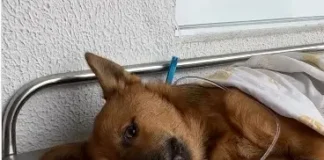 Hospital Veterinário de João Pessoa vira alvo de denúncias por caos no atendimento