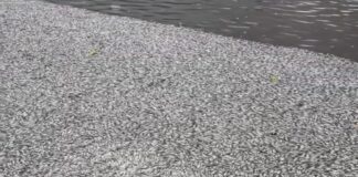 Peixes mortos no Açude Velho levam Prefeitura a agir em Campina Grande
