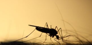 Casos de dengue na Paraíba chegam a 292 em janeiro e acendem alerta