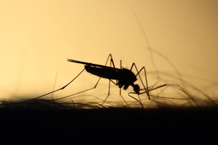 mosquito-3860900_1280-1024x682