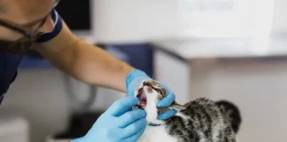 Paraíba Pet Castração oferece 120 vagas gratuitas em João Pessoa