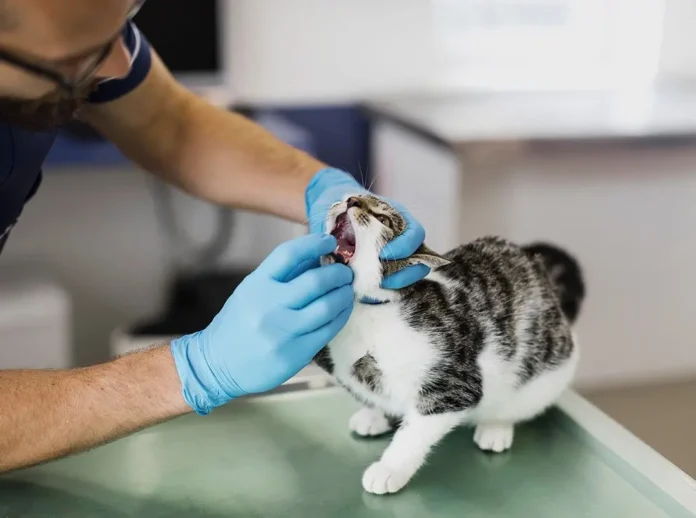 sanol_1701202png-dicas-para-levar-seu-gato-ao-veterinario-corpo